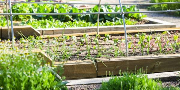 Hillwood Community Garden